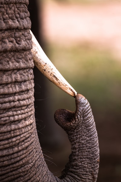 浅焦点摄影的大象摸象牙
